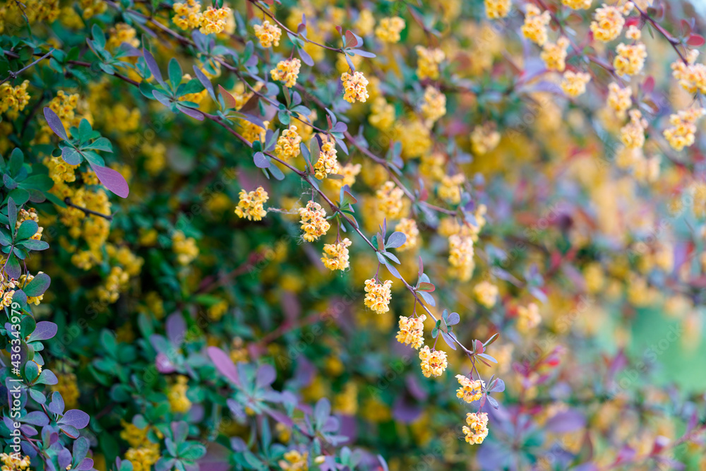 green and yellow flowers green and yellow flowers