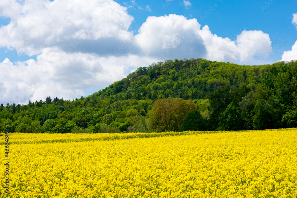 field of yellow flowers. yellow landscape background