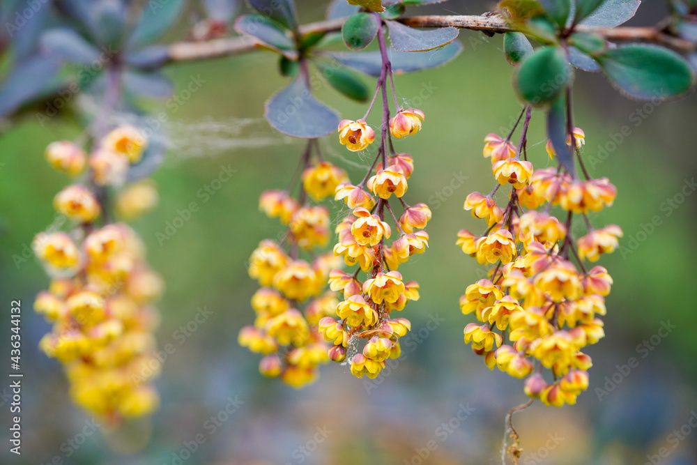 Fototapeta premium small yellow flowers on grows on bush
