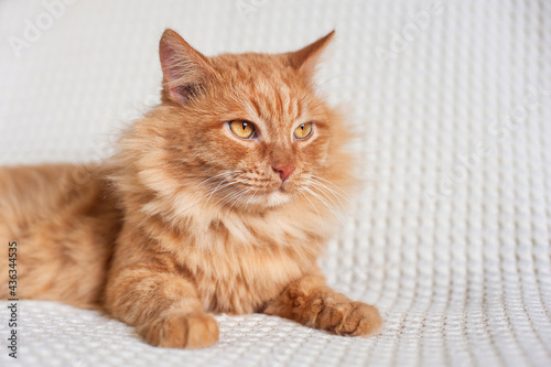 a red fluffy cat lies on a light blanket