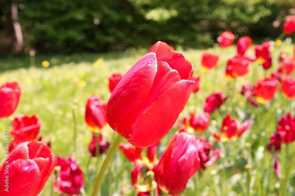 チューリップ ガーデン 美しい 綺麗 幻想的 赤い 明るい 鮮やか かわいい 花畑 春 のどか
