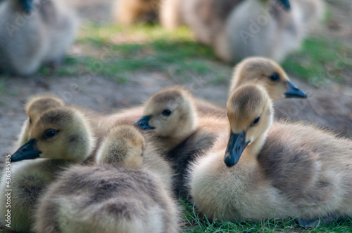 Baby goslings sitting together.  © Kevin