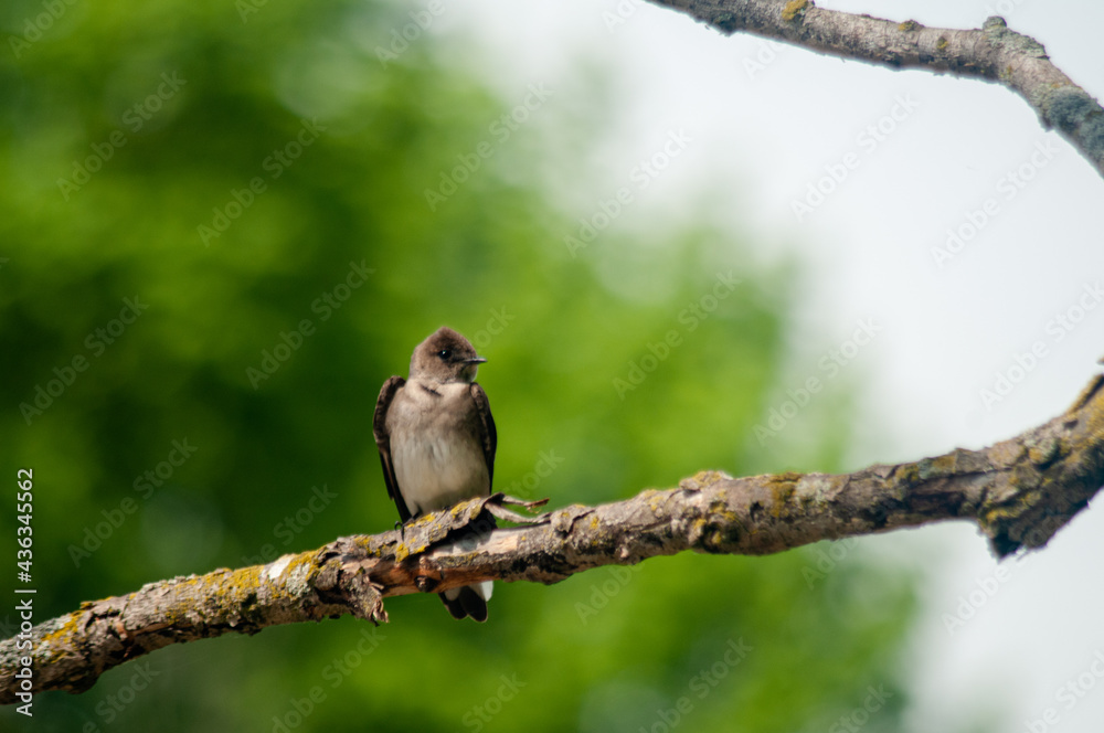 Fototapeta premium Brown Chested Martin sitting on Branch 