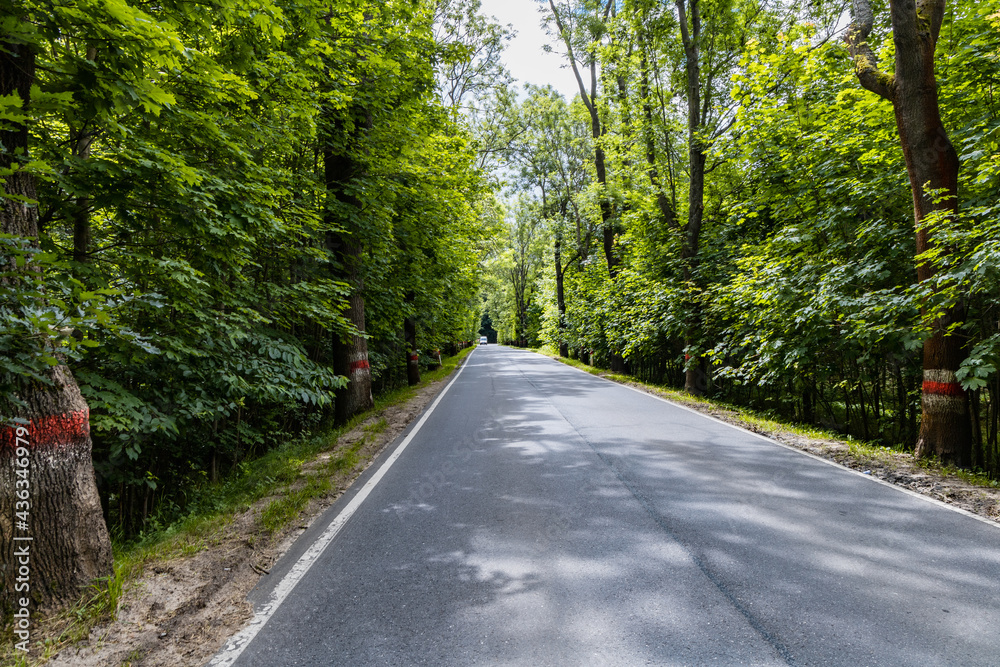 Long road as mountain trail in forest in Walbrzych Mountains Long road as mountain trail in forest in Walbrzych Mountains