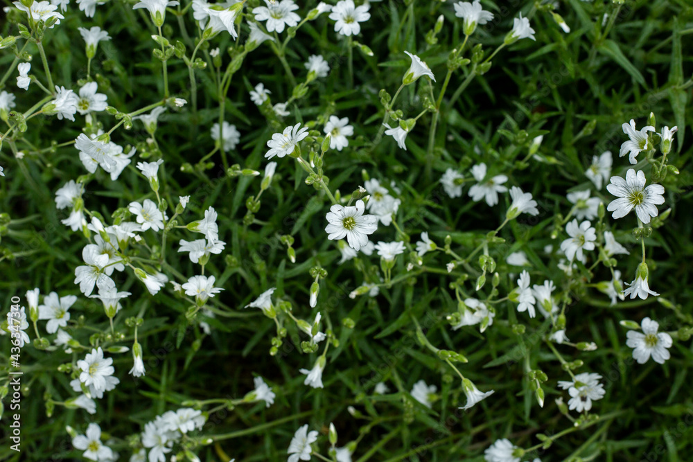 Wildflowers on a field under sunlight. Summer concept. Banner Wildflowers on a field under sunlight. Summer concept. Banner