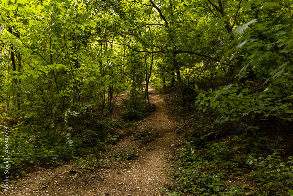 Long mountain trail in forest in Walbrzych Mountains at cloudy day Long mountain trail in forest in Walbrzych Mountains at cloudy day