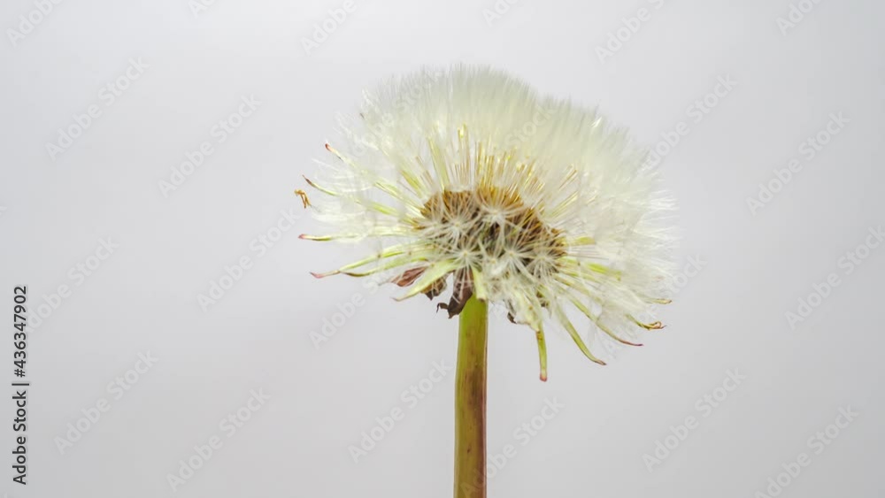 Opening flowers of Dandelion 