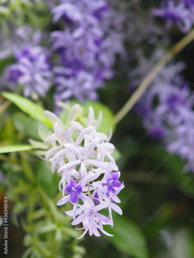 Purple Wreath, Queen's Wreath, Sandpaper Vine, Petrea volubilis flower beautiful bunch bouquet blooming in garden on blurred of nature background Purple Wreath, Queen's Wreath, Sandpaper Vine, Petrea volubilis flower beautiful bunch bouquet blooming in garden on blurred of nature background
