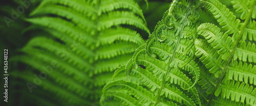 Forest fern in sunlight after rain. Can be used as background or wallpaper. Banner