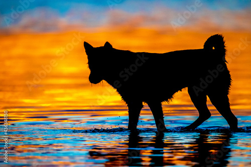 dog on sunset