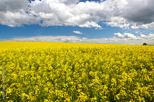 Endless rapeseed blossom, agricultural landscape under a blue sky with clouds