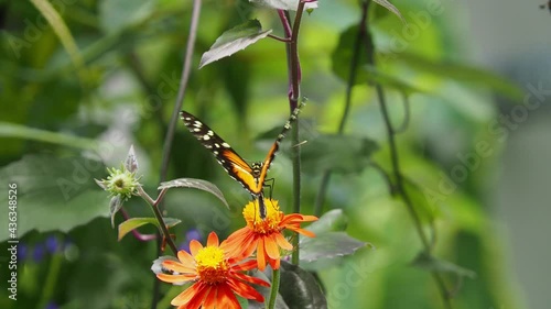 Close up shot of Heliconius hecale butterfly eating on a flower photo