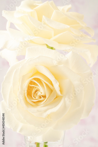 closeup of a white rose flower as a background