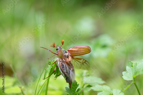 Foto Cockchafer (Melolontha melolontha) on a green meadow.