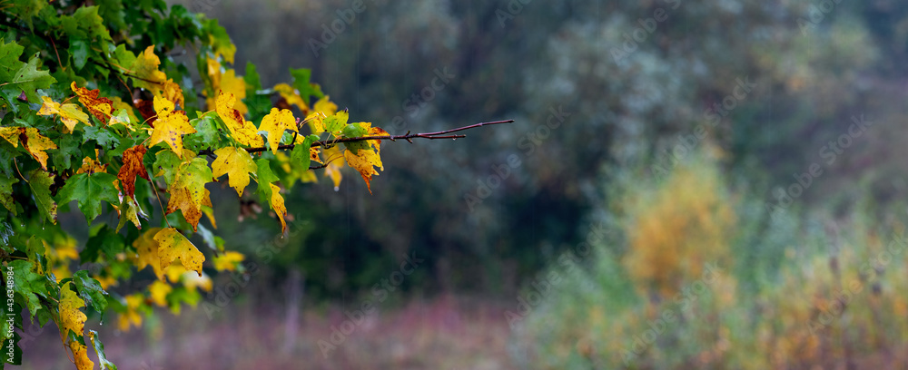 Maple branch with colorful autumn leaves in rainy weather on a blurred background, panorama. Autumn background