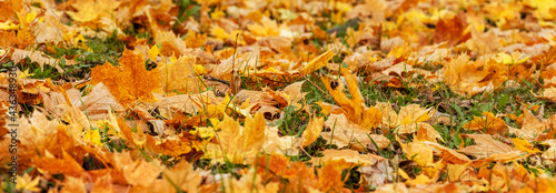 Autumn background with fallen maple leaves, autumn carpet with leaves
