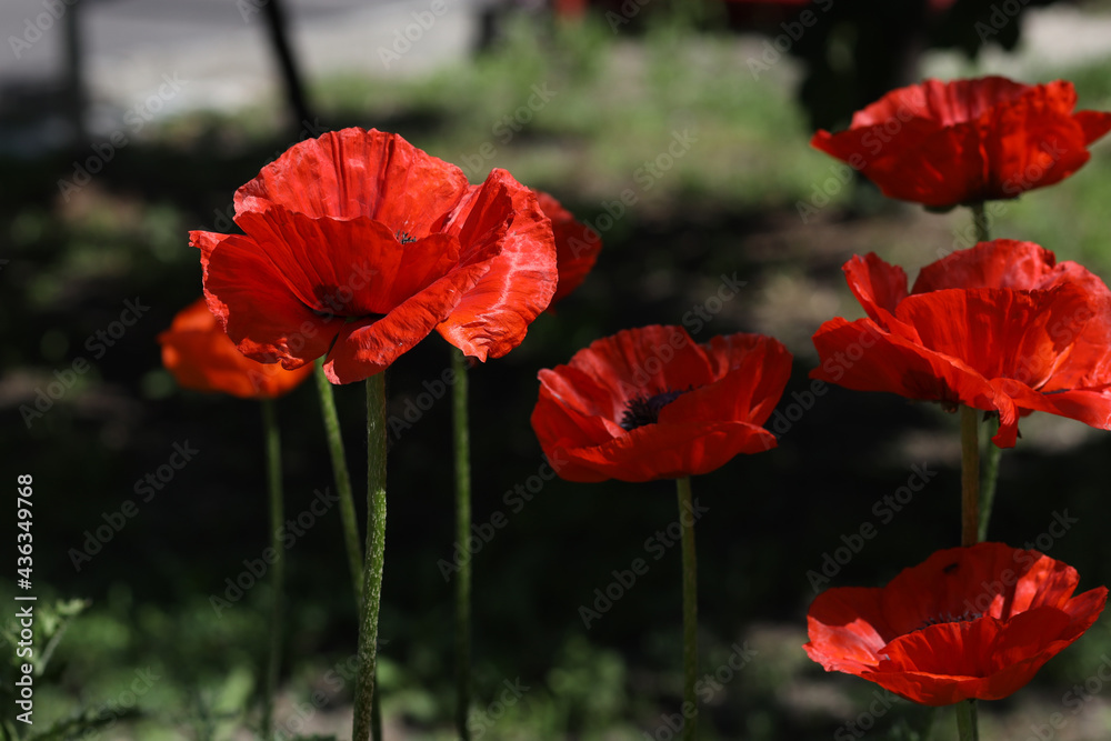 Obraz premium Poppy flowers in the morning sun