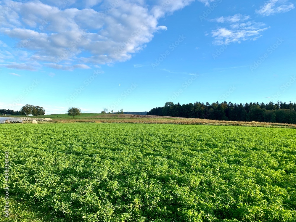 An open field under the clear blue sky An open field under the clear blue sky