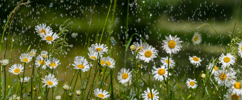 rain and daisy flowers - high speed photo - obrazy, fototapety, plakaty 