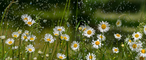 rain and daisy flowers - high speed photo