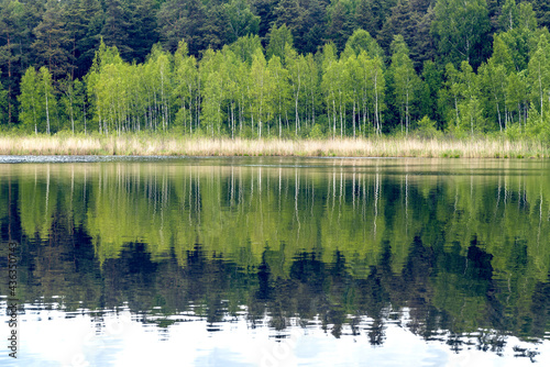 Birch trees reflected in a water on forest lake at spring
