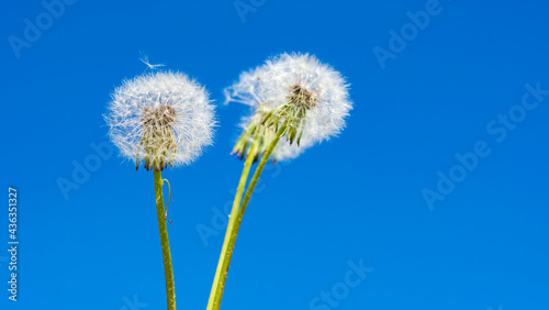 Three white ripe dandelion heads against a blue summer sky