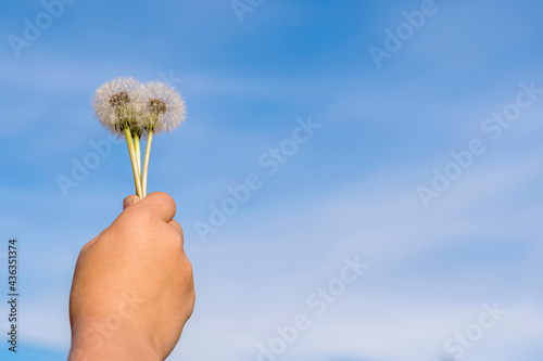A child's hand holds three ripe past and fluffy dandelion flowers against a blue summer sky