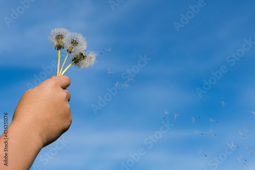 A child's hand holds three ripe dandelion flowers from which parachutes with seeds fly off against the background of a blue summer sky