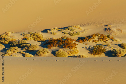Desert plants among the sand.