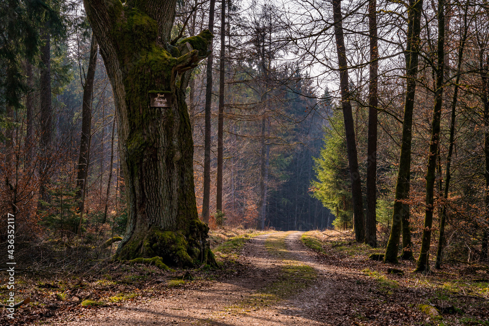 Spring hike through the Josefslust wildlife park near Sigmaringen