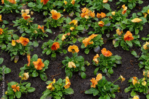 blooming orange pansies