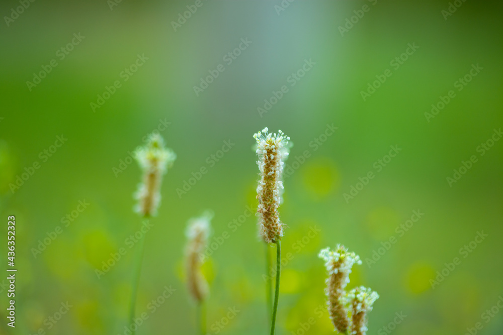 Plantago lanceolata. Flowering period. Kazakhstan, Almaty region.
