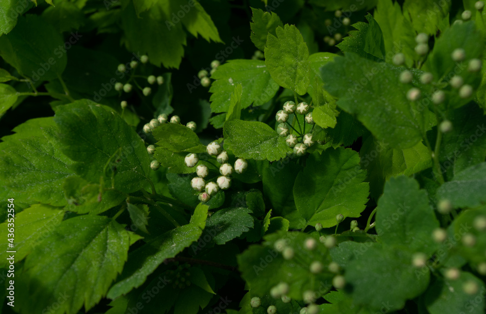 white buds and green leaves on a bush white buds and green leaves on a bush
