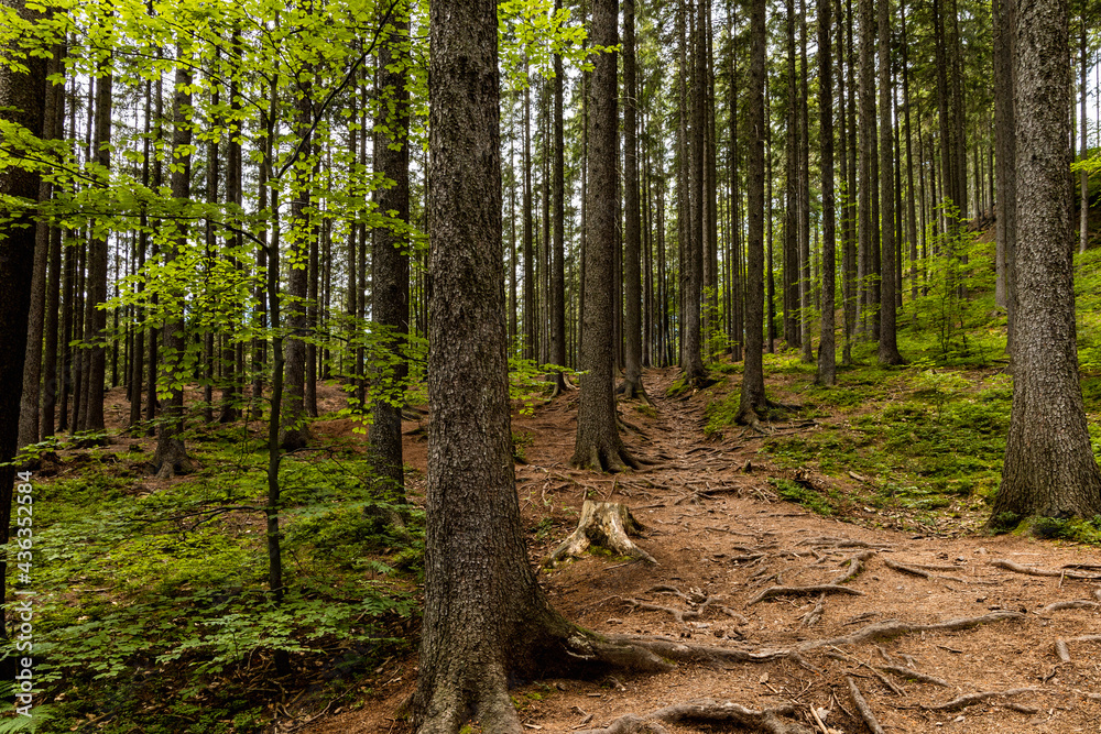 Long mountain trail in forest with bushes and trees around in Walbrzych mountains Long mountain trail in forest with bushes and trees around in Walbrzych mountains