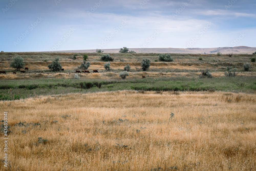 Steppe in the summer. Swamp in the steppe. Clouds on the blue sky. Green reeds. Green grass. Wild geese