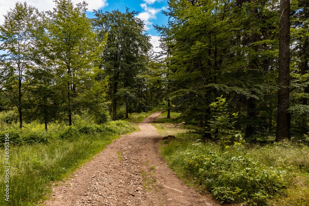 Long mountain trail in forest with bushes and trees around in Walbrzych mountains Long mountain trail in forest with bushes and trees around in Walbrzych mountains