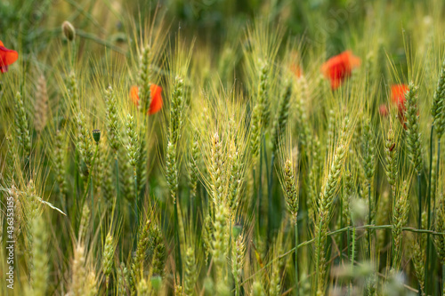Green wheat with red poppies summer background