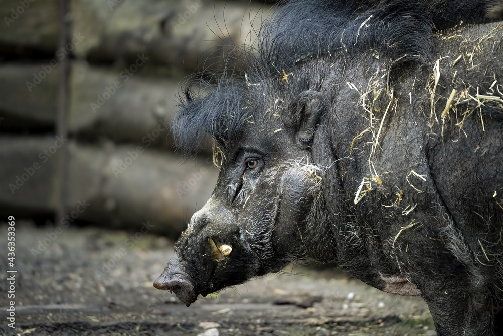 Fototapeta premium zoo in the town of Decin