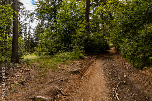 Long mountain trail in forest with bushes and trees around in Walbrzych mountains photo