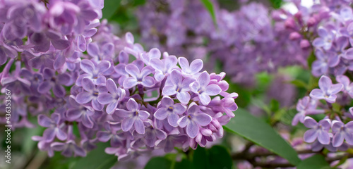 blooming purple lilac with green green layers and a delicate tiny flower