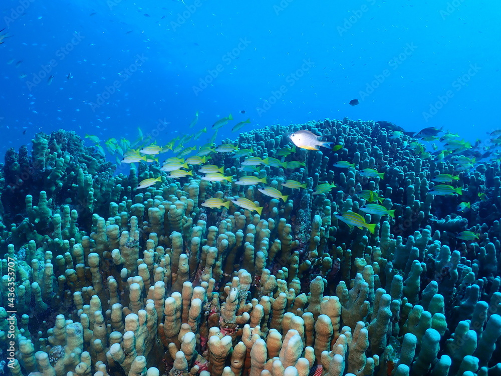School of Bluestripe snapper with Healthy coral in Taketomi