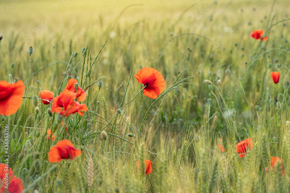 Fototapeta premium Red poppies between green wheat