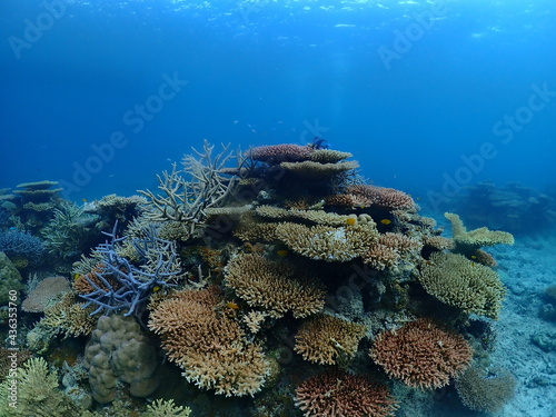 Healthy Corals around Ishigaki island  Okinawa