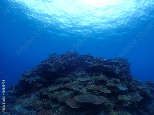 Fototapeta Naklejka Na Ścianę i Meble -  Healthy Corals around Ishigaki island, Okinawa
