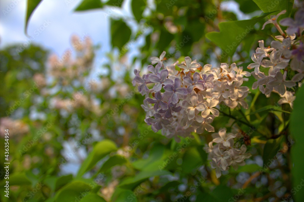 Lilac flowers close-up, on the left side and on the right the lilac and greenery are out of focus. Lilac flowers close-up, on the left side and on the right the lilac and greenery are out of focus.