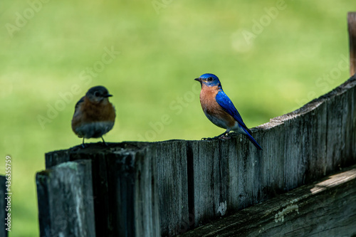 Eastern Bluebirds on a Fence