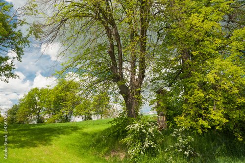 Zielona, wiosenna łąka otoczona drzewami z zachmurzonym niebem
