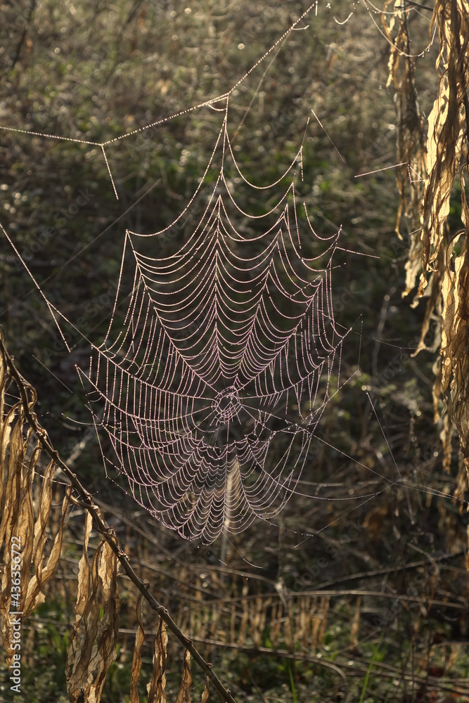 Spinnennetz mit Morgentau
