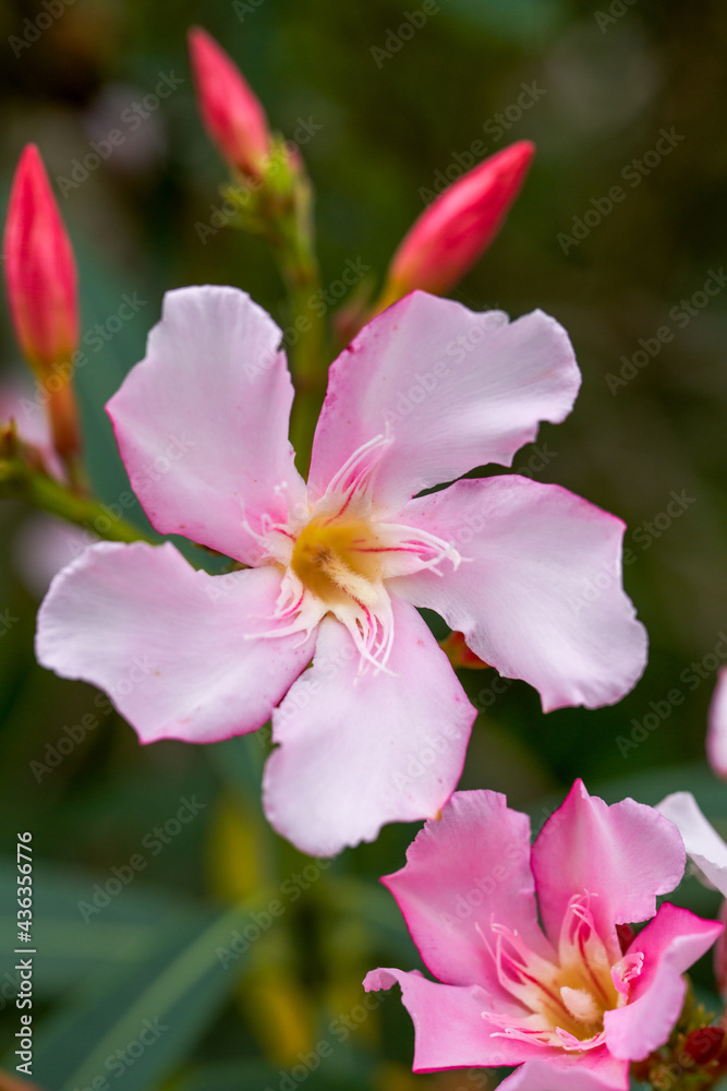 Fototapeta premium A oleander tree full of flowers, oleander flowers in full bloom