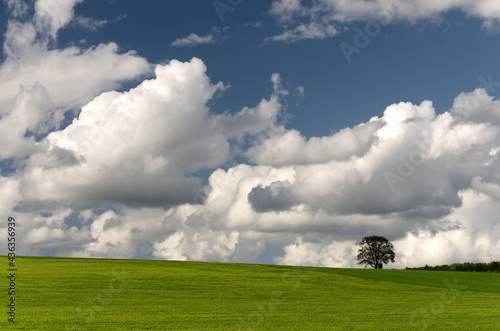 Country landscape. Lonely tree on green meadow on bright sunny day with clouds. Rural scene. Tree in field